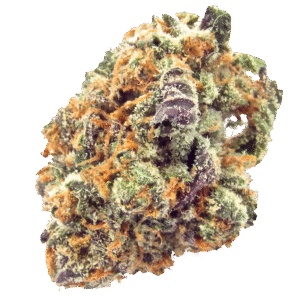 mimosa strain, mimosa weed strain, watermelon mimosa strain, mimosa kush mints strain, mimosa strain effects, mimosa strain seeds, mimosa strain review
