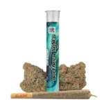  Northern Lights • Pre-Roll